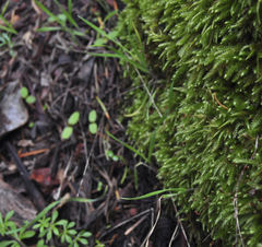 Pseudisothecium cristatum