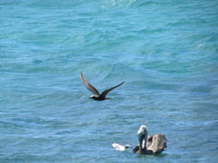 Anous stolidus galapagensis