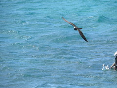 Anous stolidus galapagensis