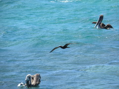 Anous stolidus galapagensis