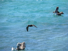 Anous stolidus galapagensis