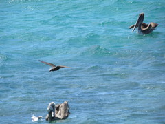 Anous stolidus galapagensis