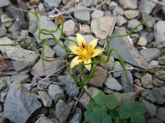 Romulea tortuosa