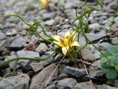 Romulea tortuosa