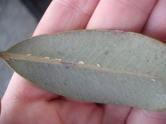 Eriococcus pohutukawa