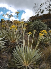 Espeletia corymbosa