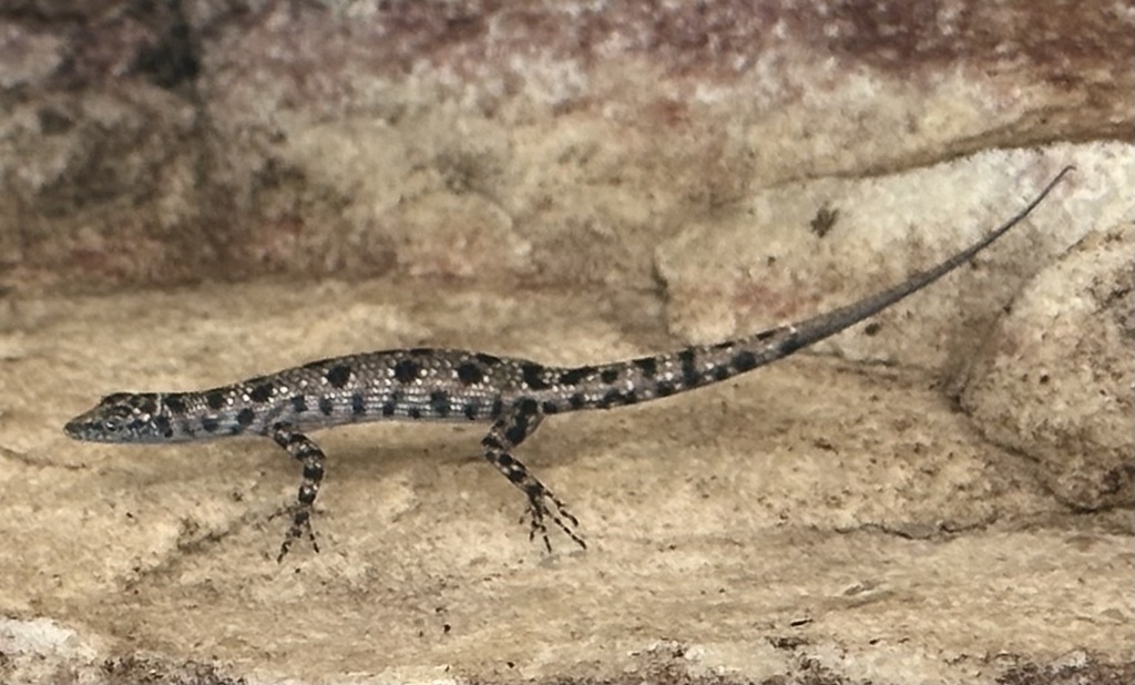 Spangled Snake-Eyed Skink