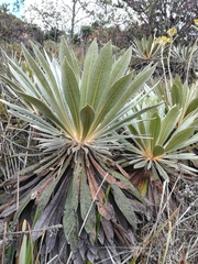 Espeletia corymbosa