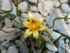 Romulea tortuosa