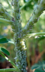 Macrosiphum albifrons