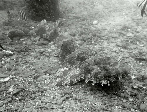 Gulf Wobbegong, Port Noarlunga Reef - Inner South, SA 5167, Australia, photo 10 of 10