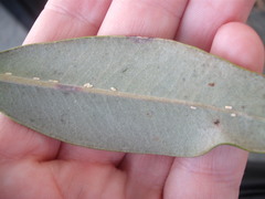 Eriococcus pohutukawa