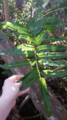 Acrostichum danaeifolium