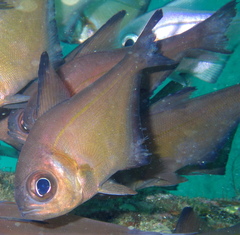 Pempheris klunzingeri