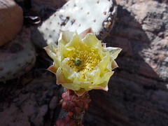 Opuntia aurea