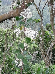 Clematis crassifolia