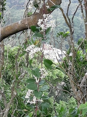 Clematis crassifolia
