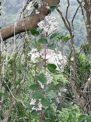 Clematis crassifolia