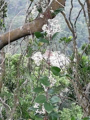 Clematis crassifolia