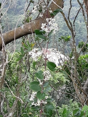 Clematis crassifolia