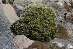Ozothamnus ledifolius