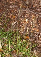 Carex horizontalis