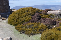 Orites acicularis