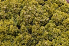 Orites acicularis