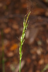 Carex horizontalis