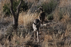 Odocoileus virginianus carminis