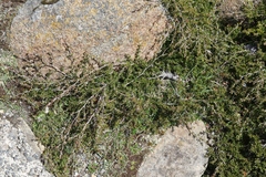 Leptospermum rupestre