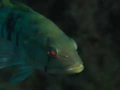 Paralabrax nebulifer