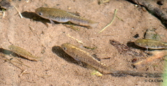Cyprinodon nevadensis shoshone