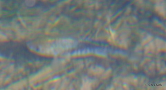 Cyprinodon nevadensis shoshone