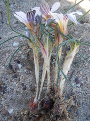 Romulea atrandra
