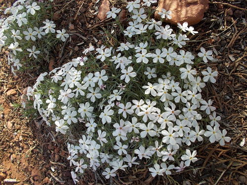 Phlox austromontana ssp. austromontana