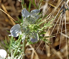 Nigella arvensis