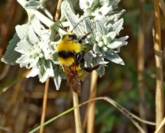 Bombus zonatus
