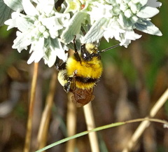 Bombus zonatus