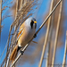 Bearded Reedling - Photo (c) Геннадий, some rights reserved (CC BY-NC), uploaded by Геннадий