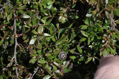 Leptospermum rupestre