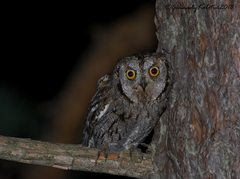Otus scops