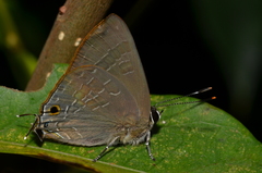 Deudorix epijarbas menesicles
