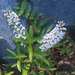Veronica stricta lata - Photo (c) Mike Lusk, some rights reserved (CC BY-NC), uploaded by Mike Lusk