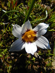 Romulea hallii
