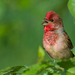Common Rosefinch - Photo (c) Геннадий, some rights reserved (CC BY-NC)