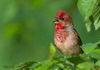 Common Rosefinch - Photo (c) Геннадий, some rights reserved (CC BY-NC), uploaded by Геннадий