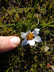 Romulea hallii