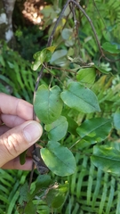 Muehlenbeckia complexa grandifolia