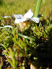 Romulea hallii